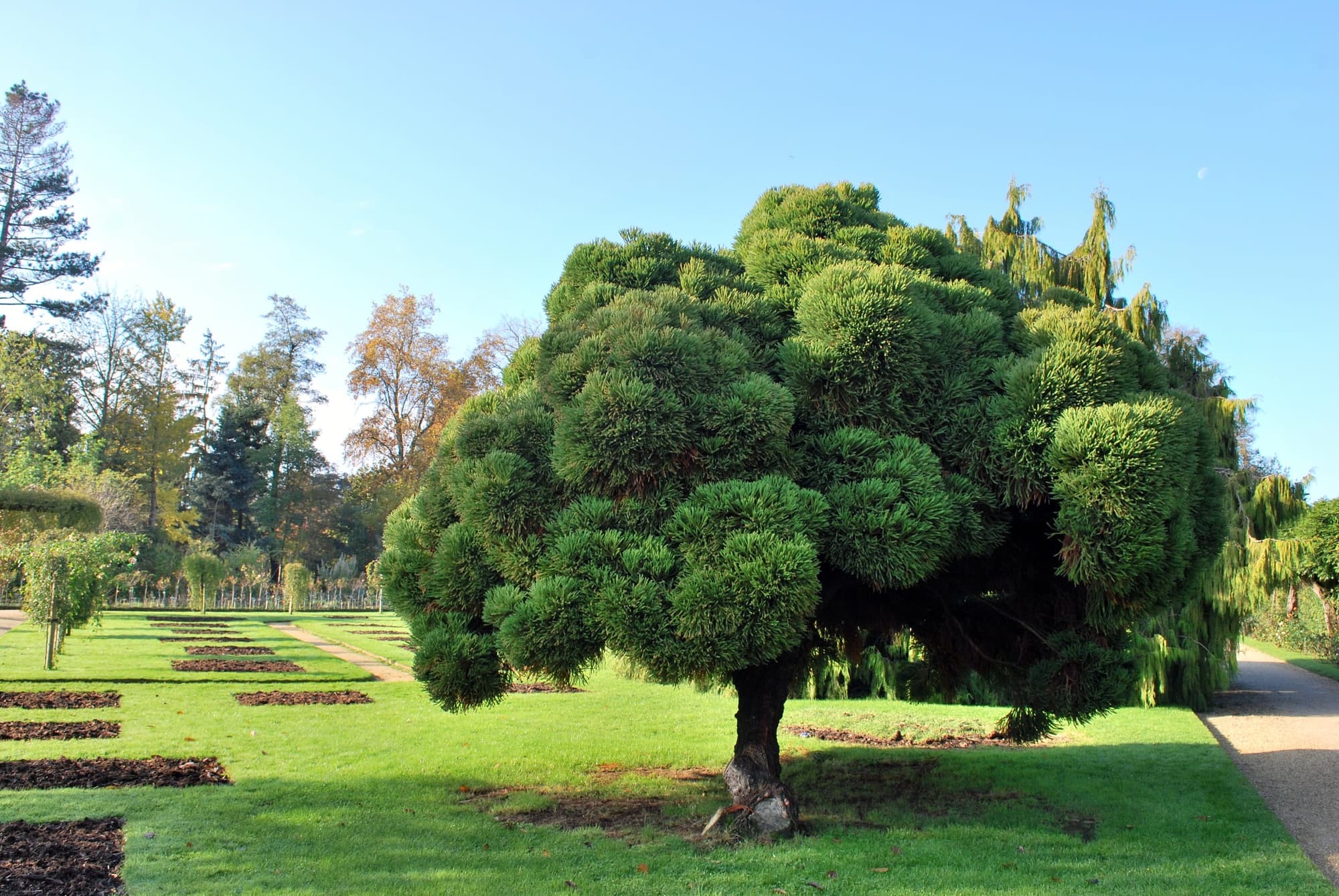 Parc du Thabor - Serres tropicales